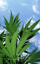 Hemp Oil